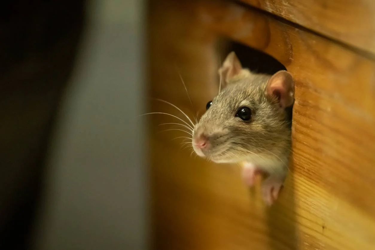 société de dératisation, infestation rats
